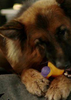 Komisarz Alex - odcinek 102 – Feralna impreza