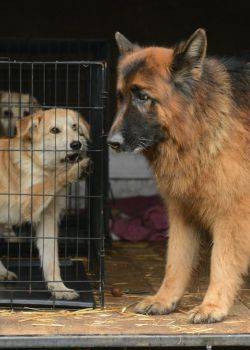 Komisarz Alex - odcinek 131 – Braterstwo krwi