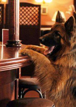 Komisarz Alex - odcinek 31 – Mord a la carte