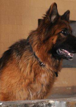 Komisarz Alex - odcinek 39 – Krwistoczerwone róże