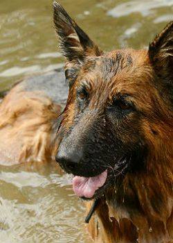 Komisarz Alex - odcinek 45 – Więzy krwi