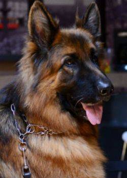 Komisarz Alex - odcinek 75 – Ksieżycowy zabójca