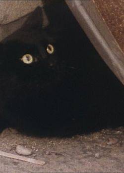 Siedem życzeń - odcinek 1/7 - Rademenes